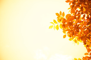 Leaves on the sky