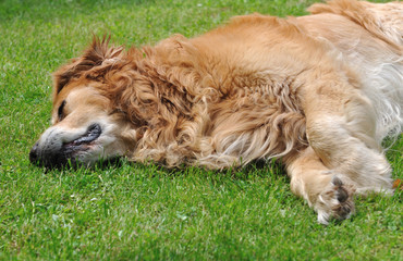 chien d&eacute;tendu sur l'herbe