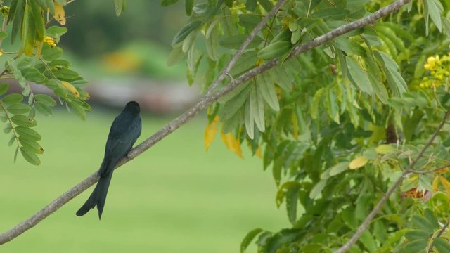 black drongo bird is resting on the cassia tree branch and flying away