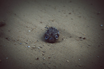 dead sea urchin