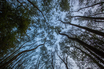 Trees