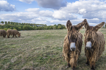 Pastoral landscape: poitou donkeys on pasture french country