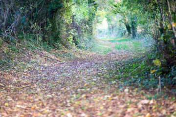 chemin dans les bois