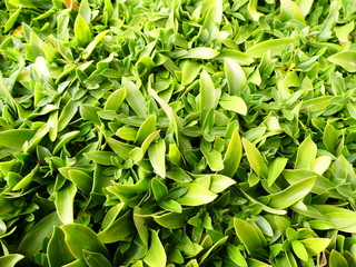 Obraz premium Busch mit vielen kleinen Blättern
