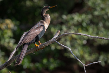 Anhinga