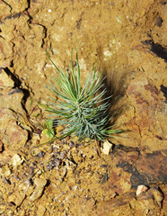 Lonely young fir sapling tree sprout  under sunlight