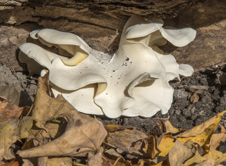 Fungus among us