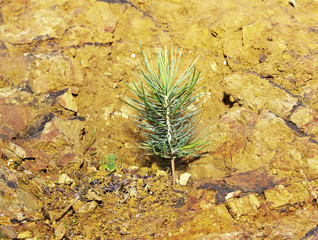 Lonely young fir sapling tree sprout  under sunlight