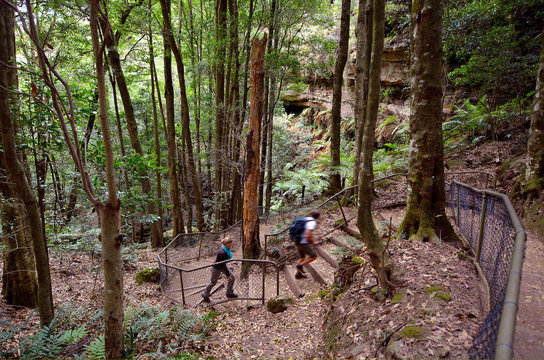 People Hikes In The Rainforest Of Jamison Valley Blue Mountains