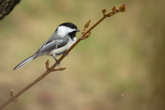 Chikadee