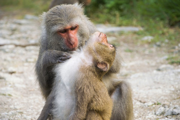 Taiwan, Kaohsiung - April 2016: Monkeys in Shoushan, Monkey Mountain in Kaohsiung city.