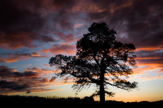 Tree silhouetted against a sunset