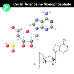 Cyclic adenosine monophosphate chemical structure and model