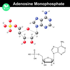 Adenosine monophosphate chemical structure and model