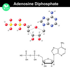 Adenosine diphosphate chemical structure and model