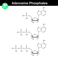 ATP, ADP and AMP chemical structures