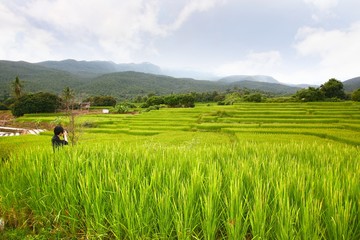  rice terrace at chiangmai , thailand