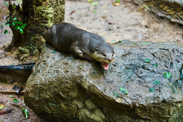 Oriental Small-Clawed Otter