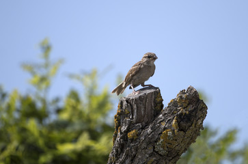 house sparrow bird