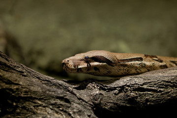 boa snake´s head crawling over limp