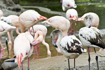 Flamingo group