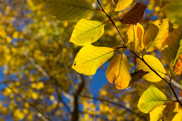 Herbst im Wald