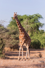 giraffe in Samburu National Park, Kenya Africa