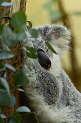 Sleeping koala