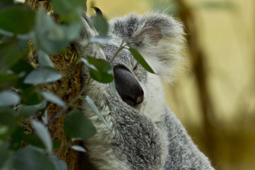 Sleeping koala