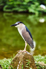 Night Heron