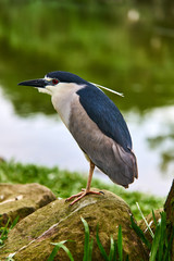 Night Heron