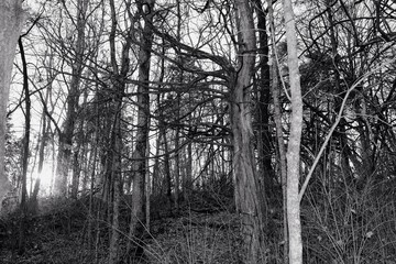 Black and White Woods in Morning