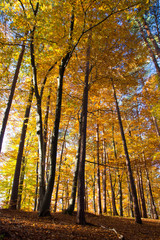 Fototapeta premium Herbst im Wald