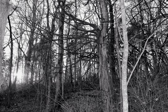 Fototapeta Black and White Woods in Morning