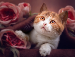 Verträumtes Katzenbaby