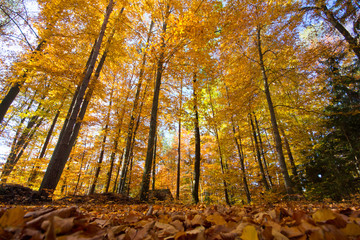 Herbst im Wald