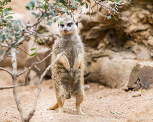 Fototapeta premium Funny alert meerkat standing on guard (Suricate)