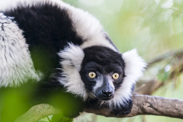 Black-and-white ruffed lemur © serg_did