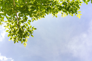 Leaves on the sky