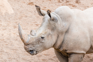 Portrait de rhinocéros africain