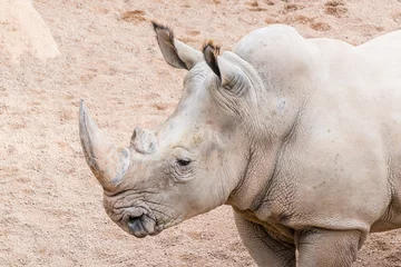 Photo sur Aluminium Rhinocéros Portrait de rhinocéros africain
