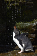 Rockhopper Penguin (Eudyptes chrysocome) having a shower under a waterfall on the cliffs of...