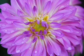 Flower with raindrops
