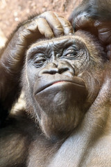 Naklejka premium Black Gorilla Portrait