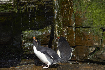Rockhopper Penguin (Eudyptes chrysocome) having a shower under a waterfall on the cliffs of...