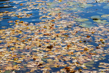 Colorful autumn leaves on cold blue water and sun reflections