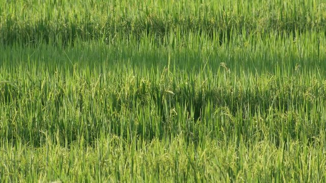 green rice field scene with gently wind and sunlight