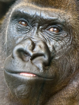 Black Gorilla Portrait