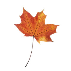 autumn leaf isolated on white background