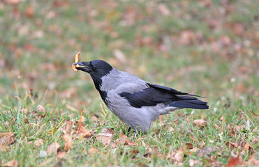 crow
